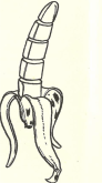 A BANANA ENCANTADA
